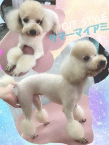 すっきりサマーカット ドッグテール Dogtail トリミング 犬の美容院 ペットホテル 尼崎